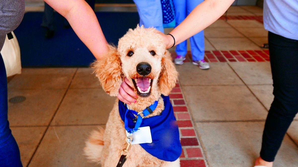 Spending time with a canine reduces stress and may enhance focus, evaluation finds