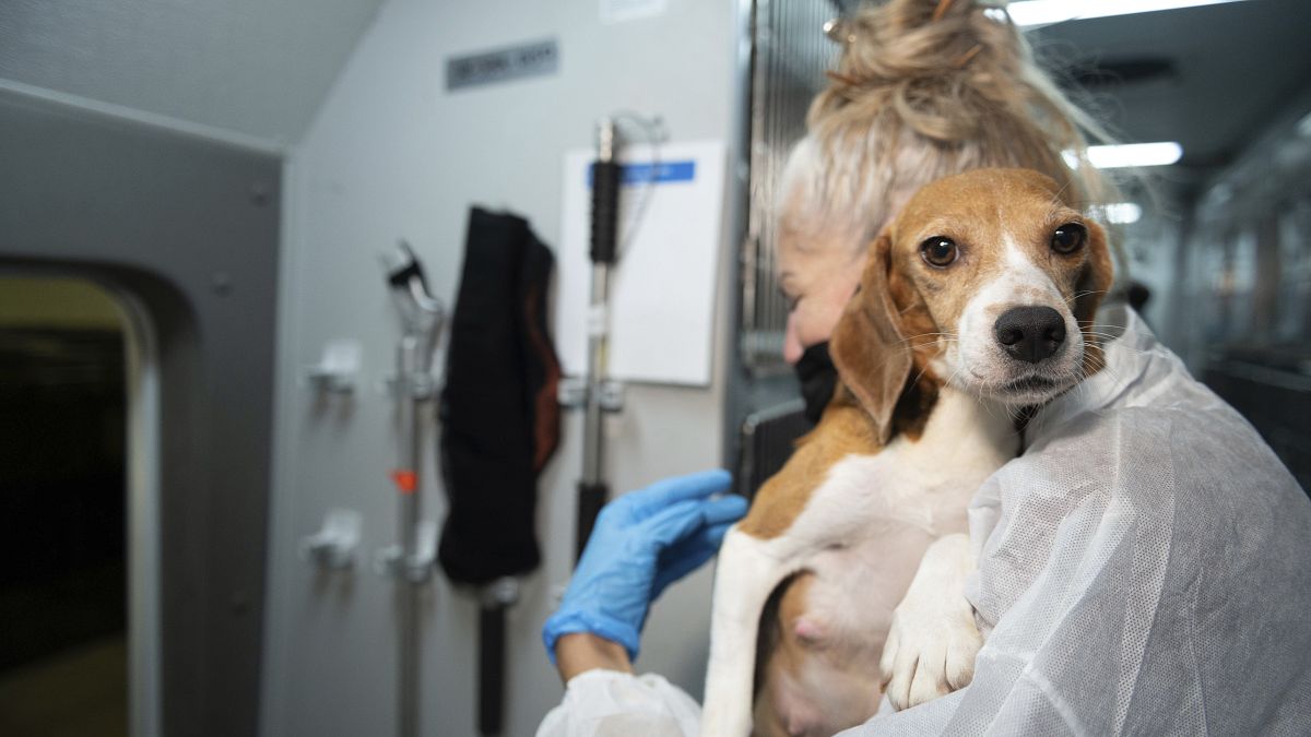 Beagle breeding agency fined €32 million in best ever penalty for animal welfare violations