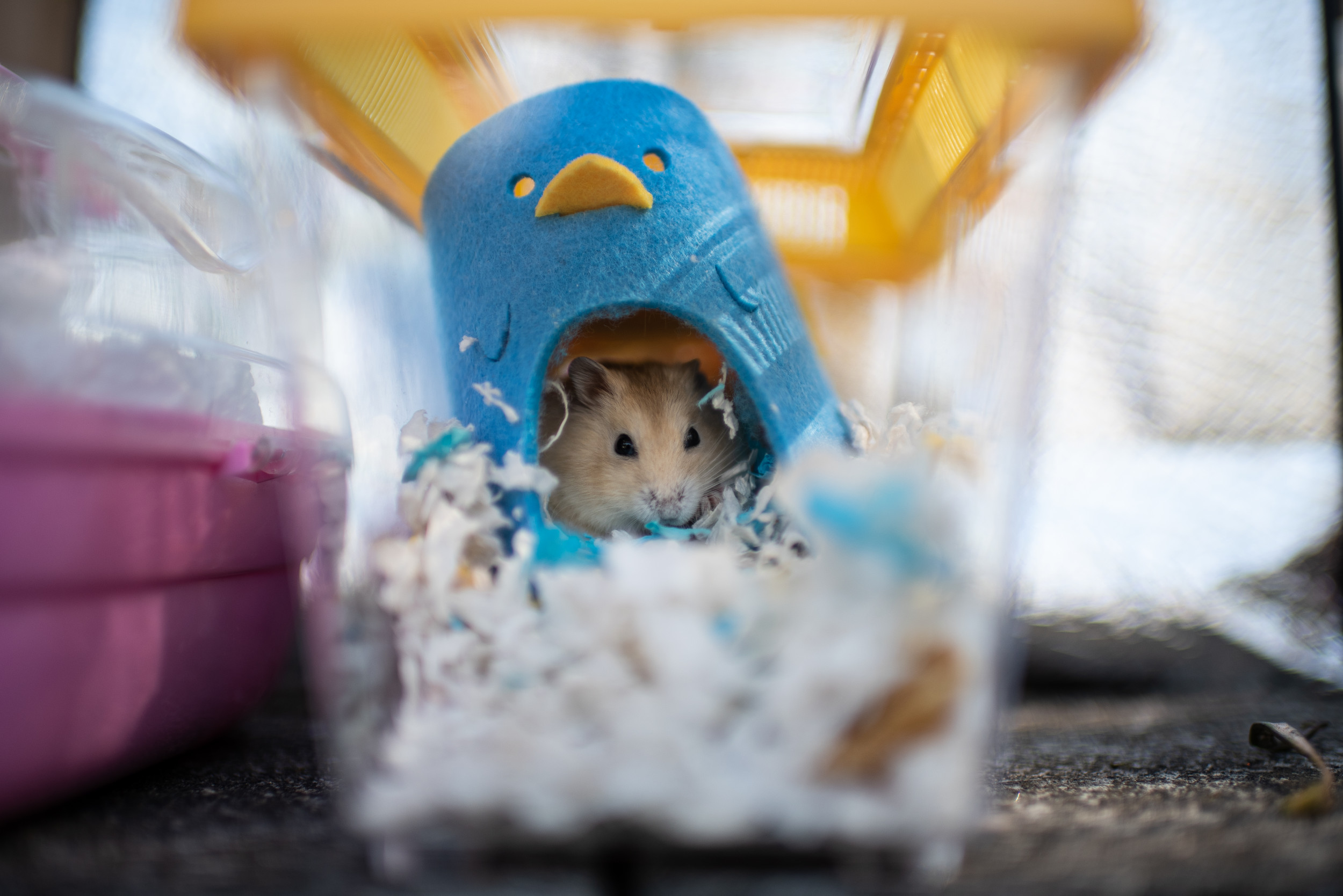 Pet Hamsters Are Being Set Free Forward of Huge Cull to Cease COVID Unfold