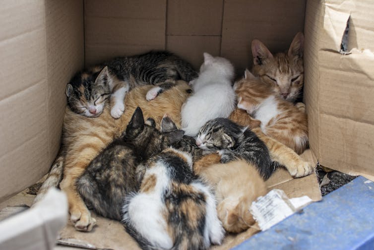 orange mother cat in cardboard box with multicolored kittens all over her