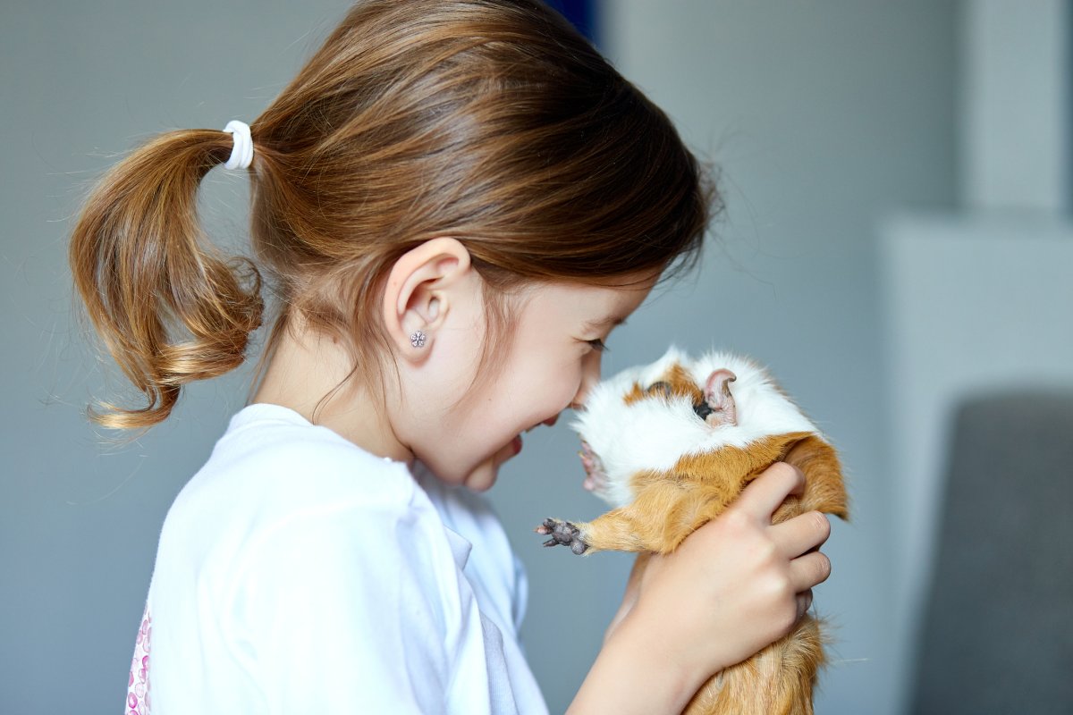 red guinea pig