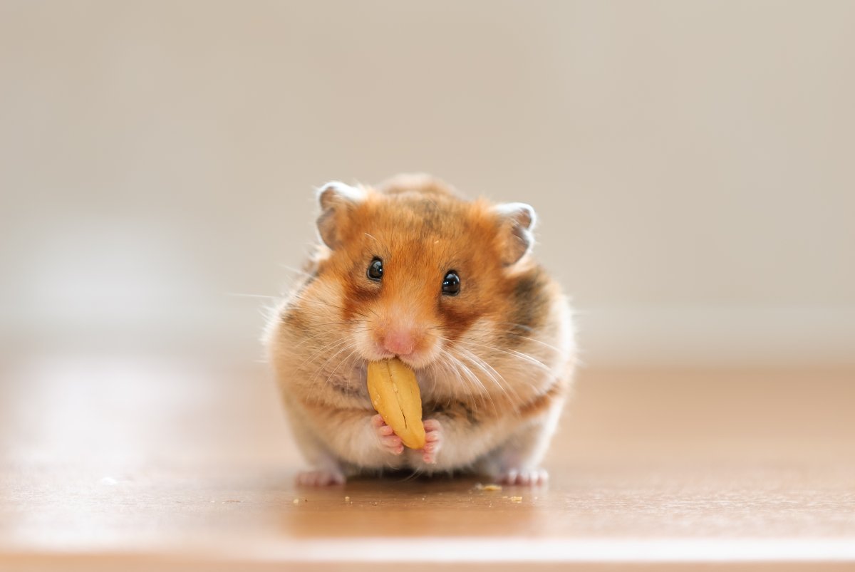 Hamster 