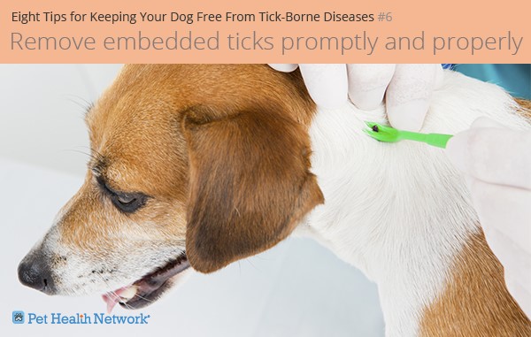 Eight Suggestions for Retaining Your Canine Free From Tick-Borne Ailments