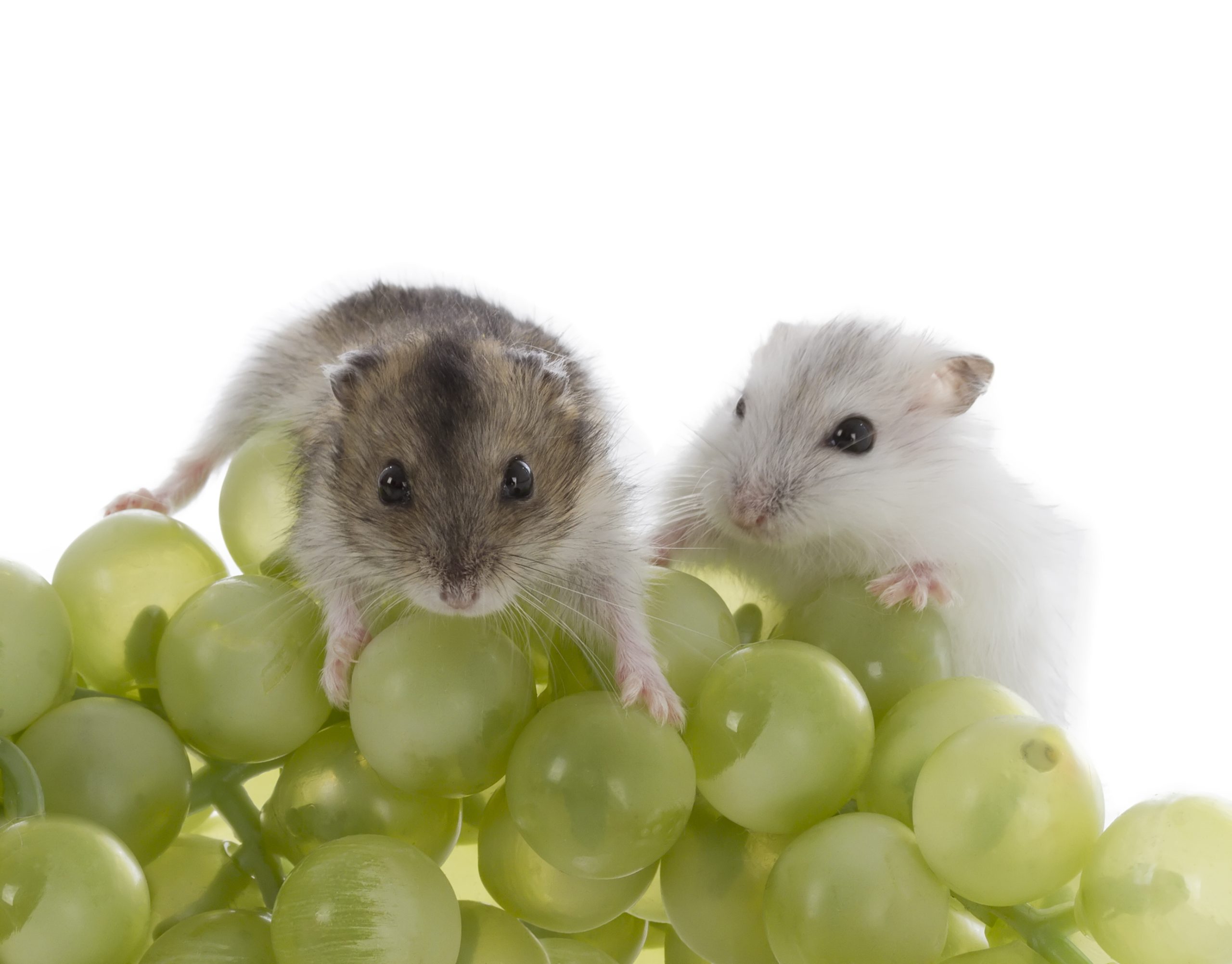 Can Hamsters Eat Grapes? The complete Fruits and Meals Your Pet Can (and Cannot) Eat