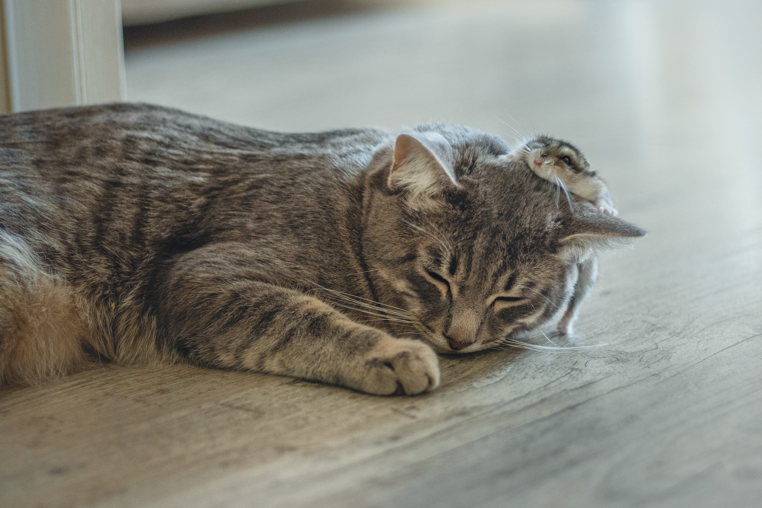 Cat and Hamster’s Lovable Friendship Is Melting Hearts On-line