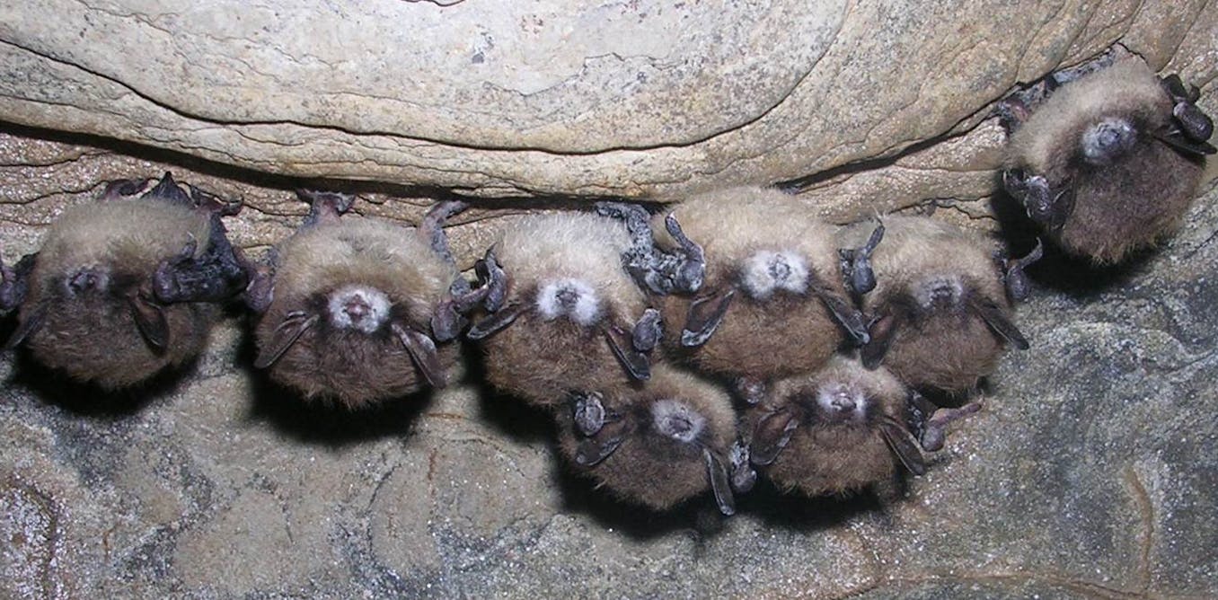 White nostril syndrome is killing tens of tens of millions of bats by a contagious fungus – proper right here’s the precise strategy to stop it