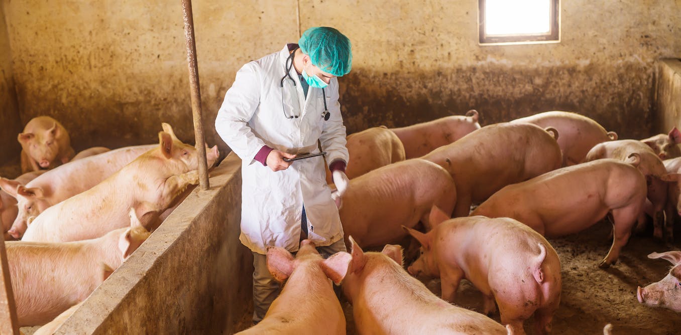 Vaccines using mRNA can defend livestock in opposition to illnesses typical ones won’t – and there are safeguards to ensure they gained’t end up in your meals