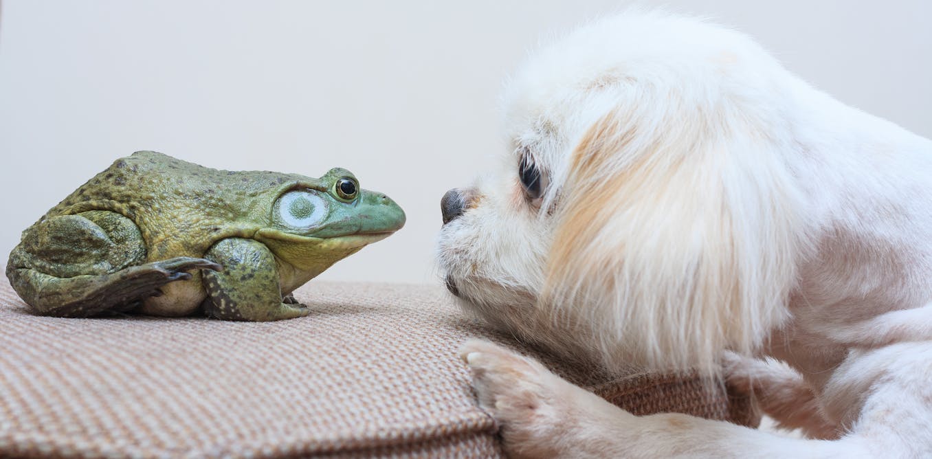 Teaching an animal? An ethicist explains how and why your canine − nonetheless not your frog − could be punished