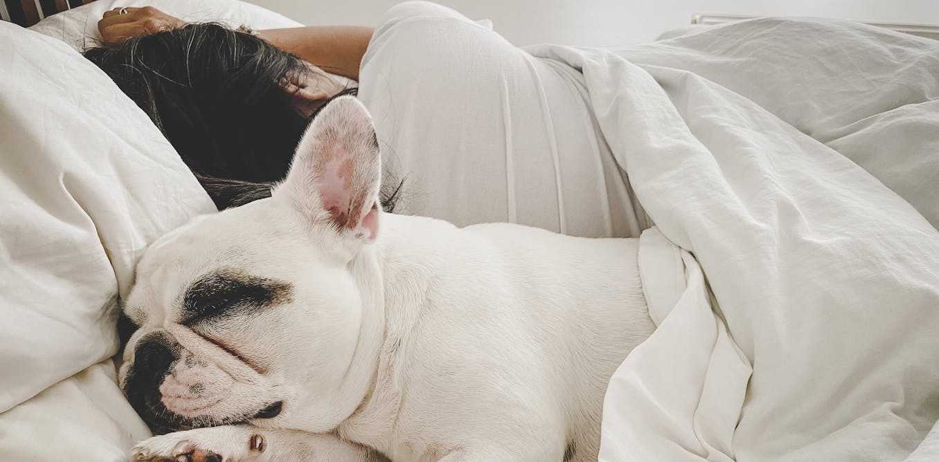 Might sharing a mattress room collectively alongside together with your pets be preserving you from getting an unbelievable evening time time’s sleep?