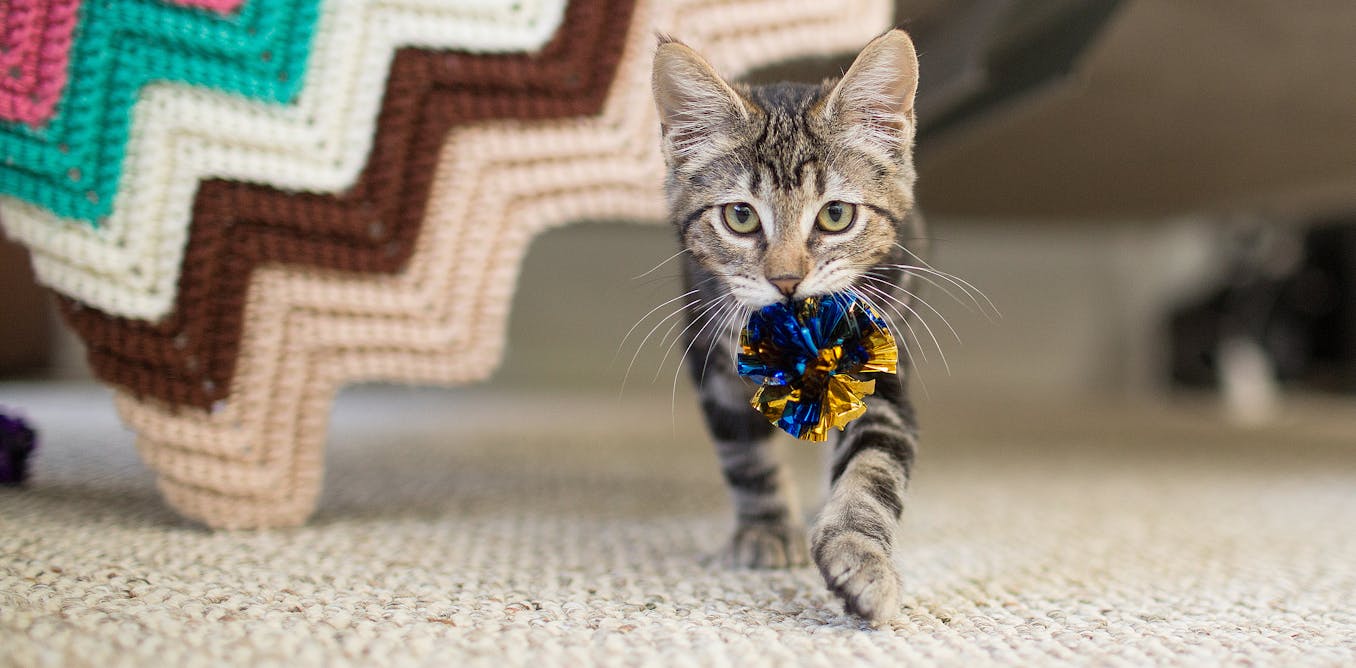 Cats and canines every desire to play fetch − it’s rooted of their looking instincts