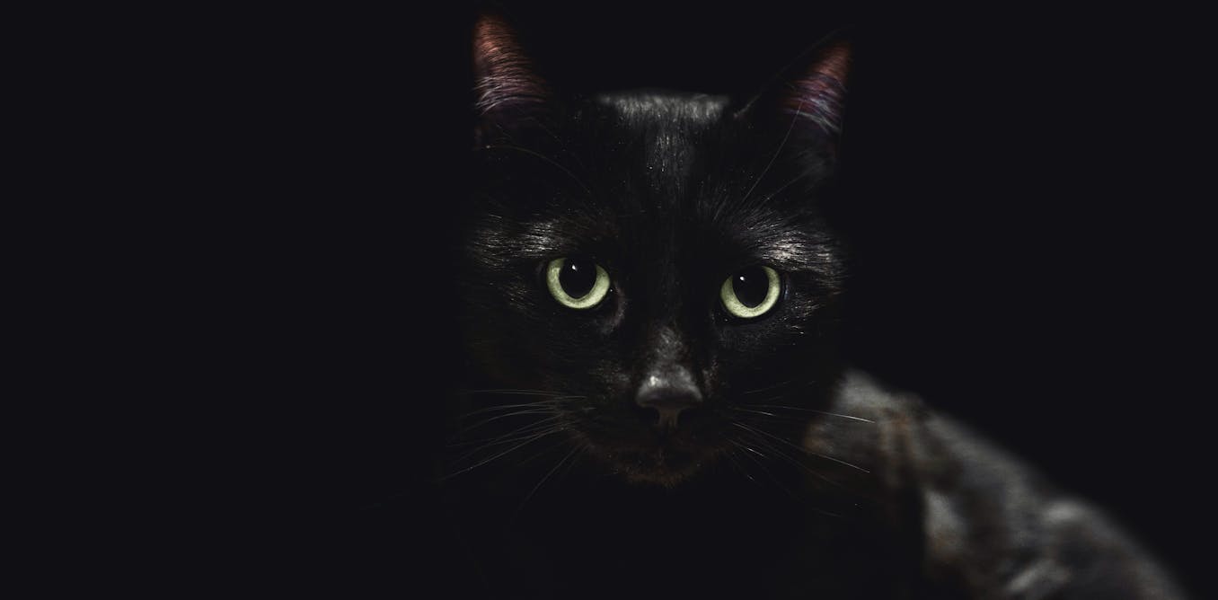 Animals which may be all black or all white have reputations based mostly totally on superstition − biases which have precise outcomes