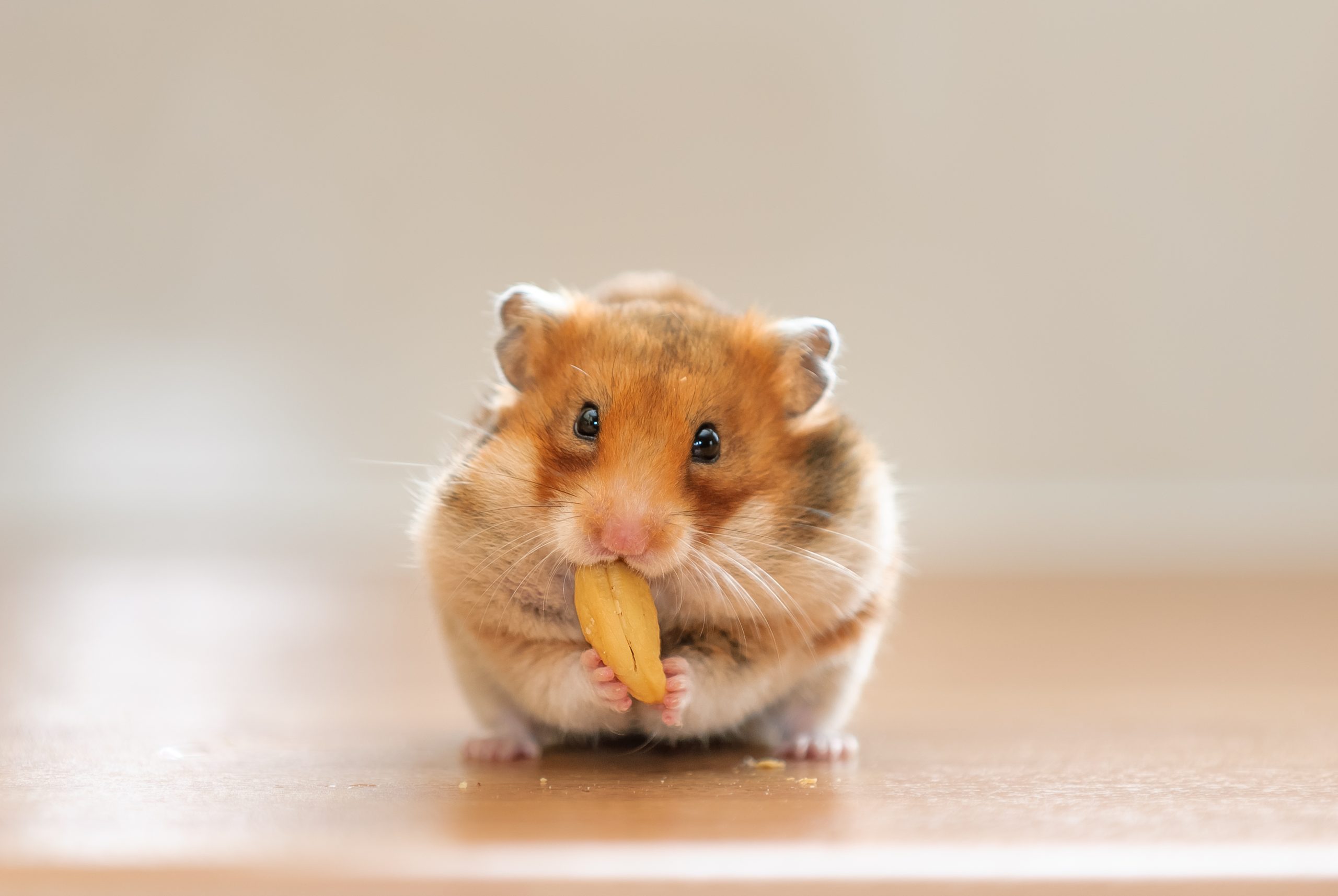 Net Obsessed With Hamster Having enjoyable with Spa Day—’Dwelling the Extreme Life’