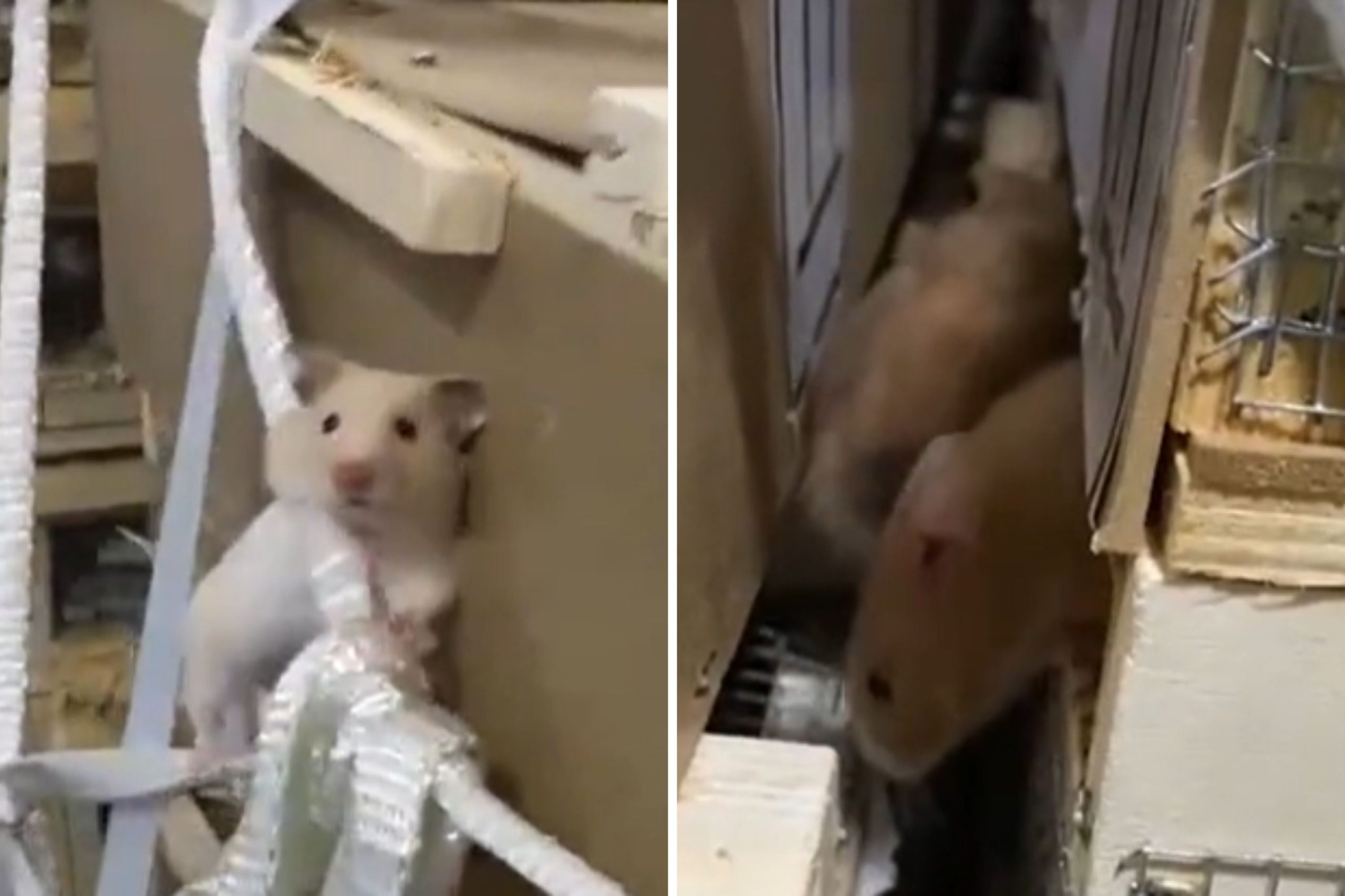 Flight Grounded As An entire bunch of Hamsters Escape in Cargo Maintain ‘Jail Break’