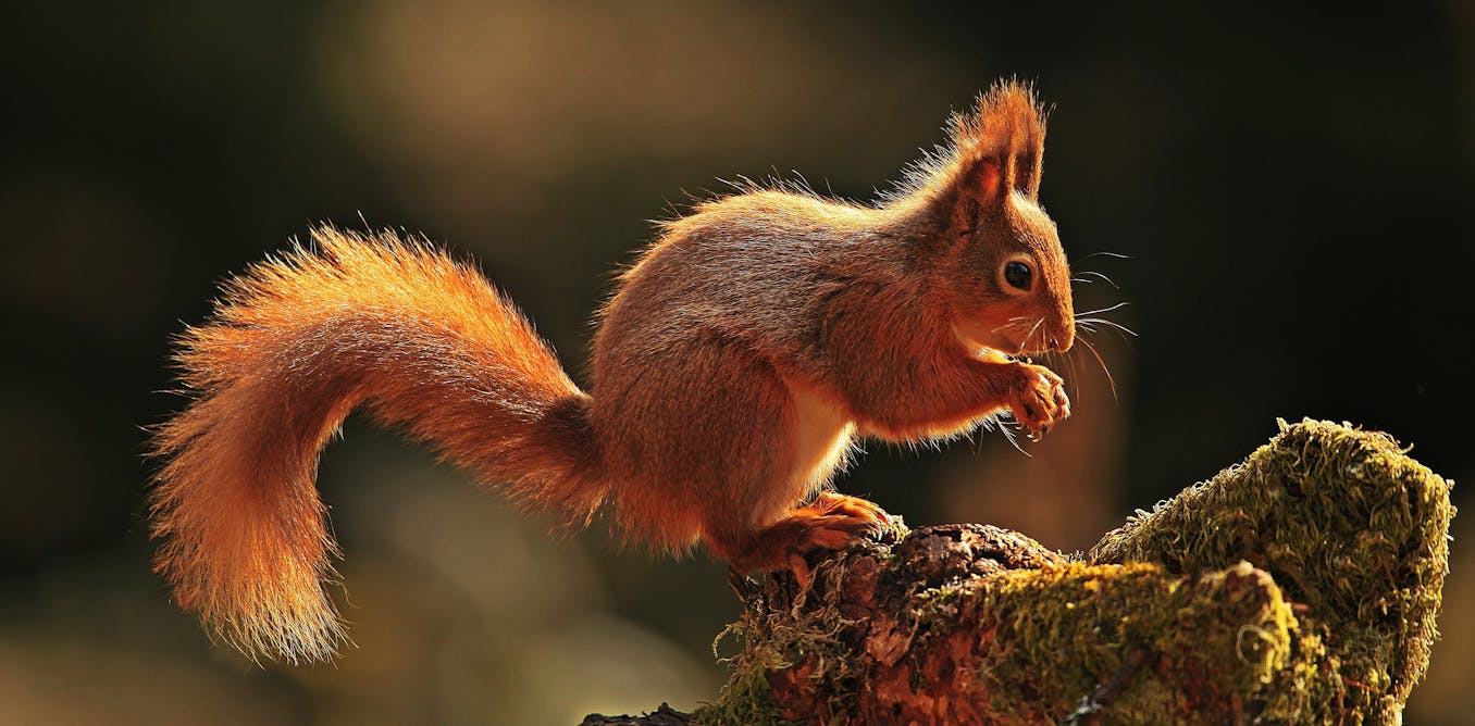 British crimson squirrels are affected by an outbreak of medieval leprosy