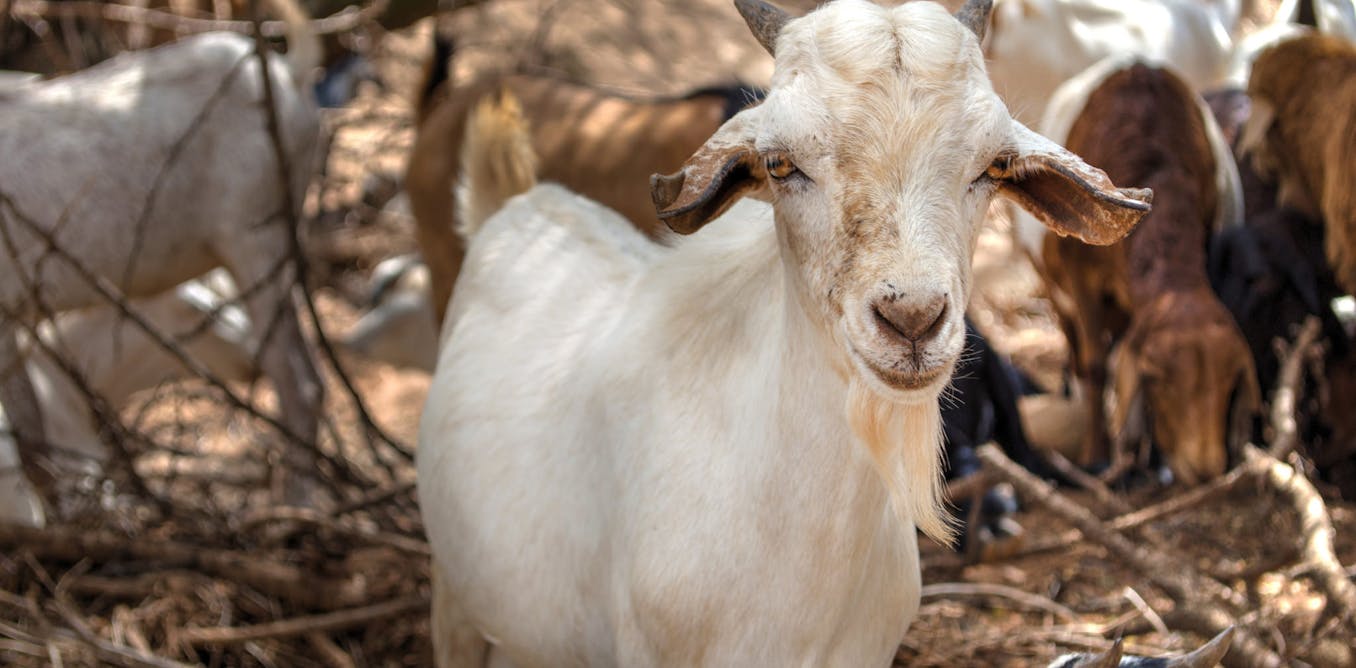 Combating the Democratic Republic of Congo’s goat plague