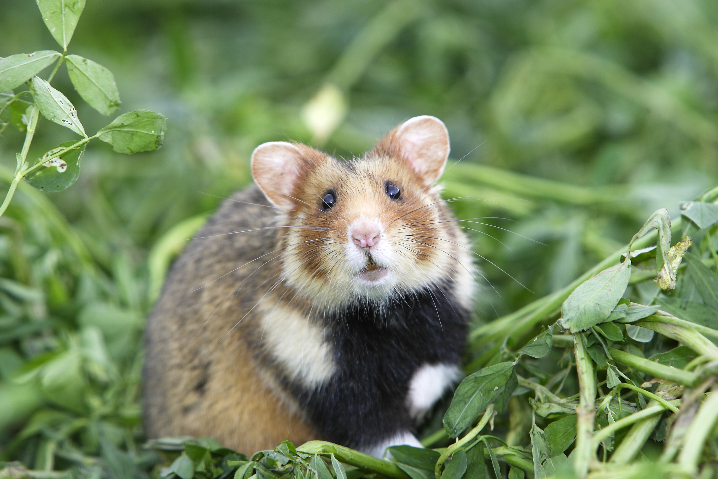 Photographer Captures Footage of ‘Wild Hamster’ in Cute Viral Video